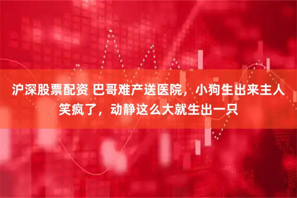 沪深股票配资 巴哥难产送医院，小狗生出来主人笑疯了，动静这么大就生出一只
