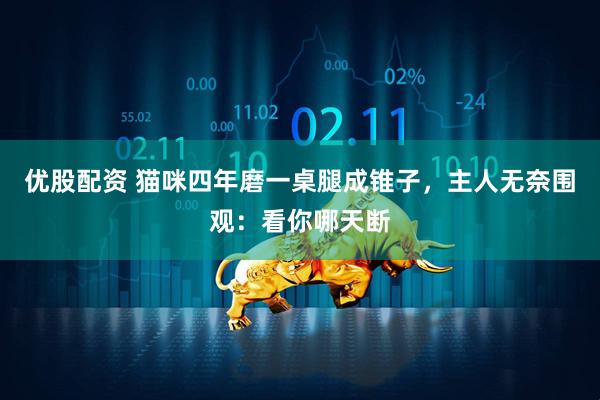 优股配资 猫咪四年磨一桌腿成锥子，主人无奈围观：看你哪天断